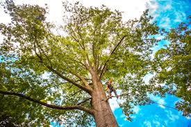 Reliable Roslyn, NY Tree Removal Solutions