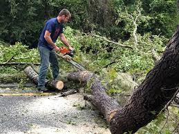 Best Stump Grinding and Removal  in Roslyn, NY