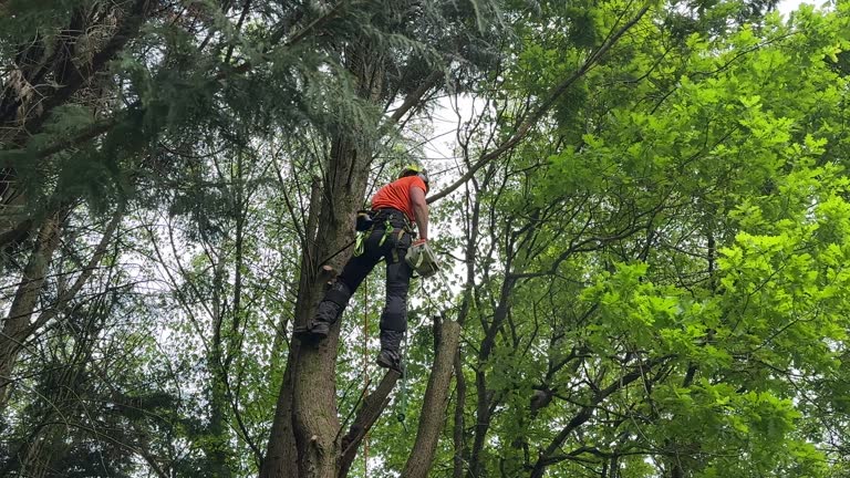 How Our Tree Care Process Works  in  Roslyn, NY