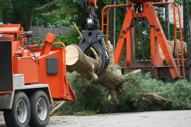 Best Fruit Tree Pruning  in Roslyn, NY
