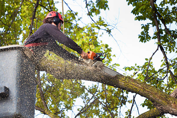 Best Lawn Disease Treatment  in Roslyn, NY